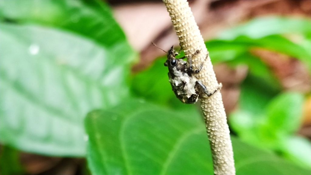 Phaedropus candidus
