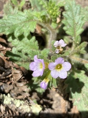 Phacelia suaveolens