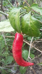 Capsicum baccatum
