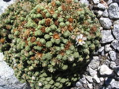 Werneria dactylophylla