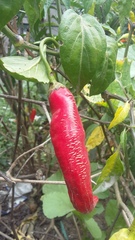Capsicum baccatum
