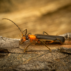 Podabrus flavicollis