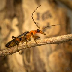 Podabrus flavicollis