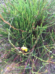 Crocanthemum aldersonii