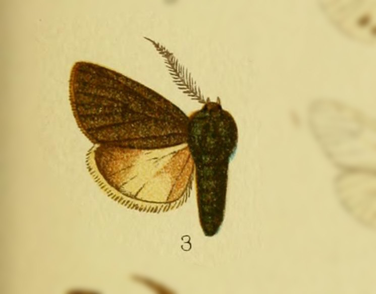 Paracles peruensis