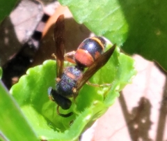 Euodynerus apopkensis