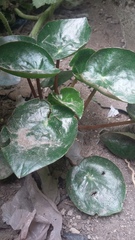 Peperomia peltigera