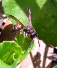 Euodynerus apopkensis