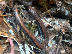 Batrachoseps wrighti