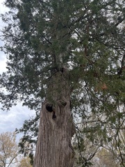 Juniperus virginiana
