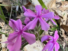 Phlox amoena