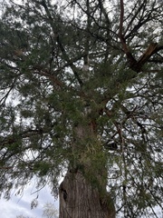 Juniperus virginiana