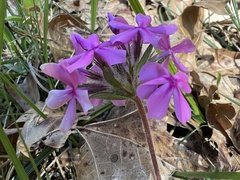 Phlox amoena