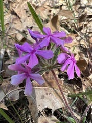 Phlox amoena