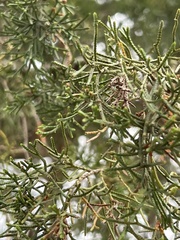 Juniperus virginiana