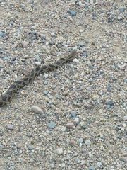 Pantherophis ramspotti