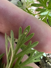 Thaspium pinnatifidum