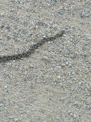 Pantherophis ramspotti