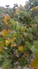 Arctostaphylos pallida