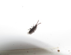 Cryptamorpha brevicornis