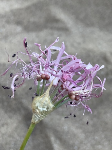 Nerine gaberonensis