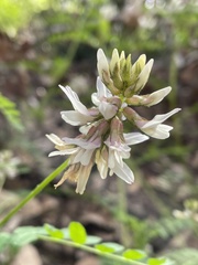Astragalus agnicidus