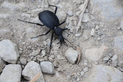 Cychrus italicus