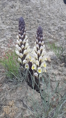 Cistanche lutea