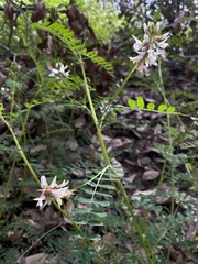 Astragalus agnicidus