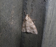 Pseudocoremia rudisata