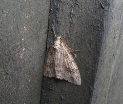 Pseudocoremia rudisata