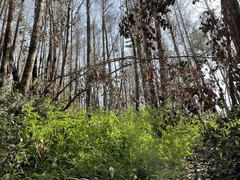 Astragalus agnicidus