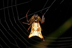 Micrathena sanctispiritus