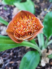 Scadoxus membranaceus