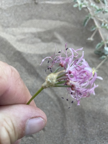 Nerine gaberonensis