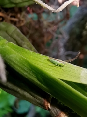 Neocoelidia pulchella