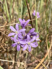Dichelostemma multiflorum