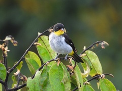 Hemithraupis flavicollis