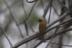 Setophaga petechia bryanti