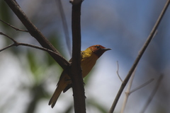 Setophaga petechia bryanti