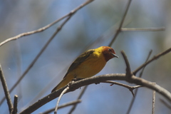 Setophaga petechia bryanti