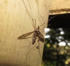 Leptotarsus cubitalis
