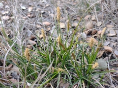 Carex halleriana
