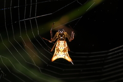 Micrathena sanctispiritus