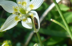 Tetralimonius ornatulus