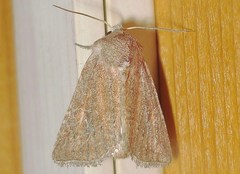 Photedes fluxa