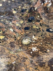 Siphonaria normalis