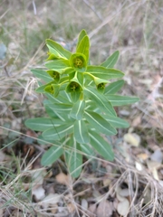 Euphorbia