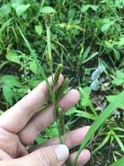 Carex shortiana