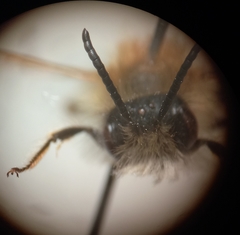 Andrena gravida